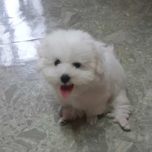 댜니