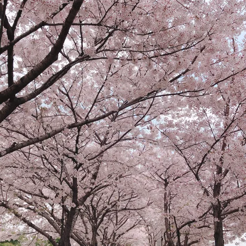 엘리스맘