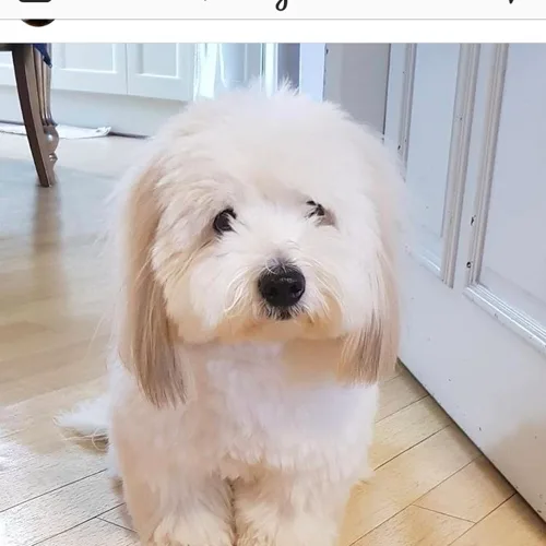 곰치치