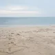 사랑나무