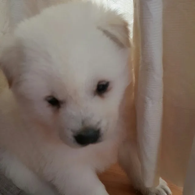 에저또