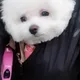 진대장