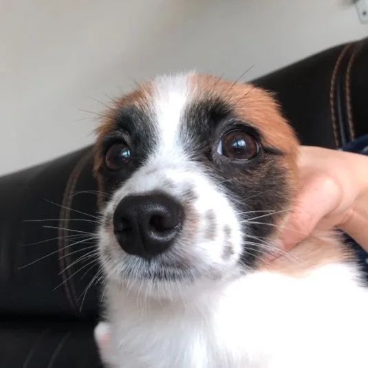 두덩이