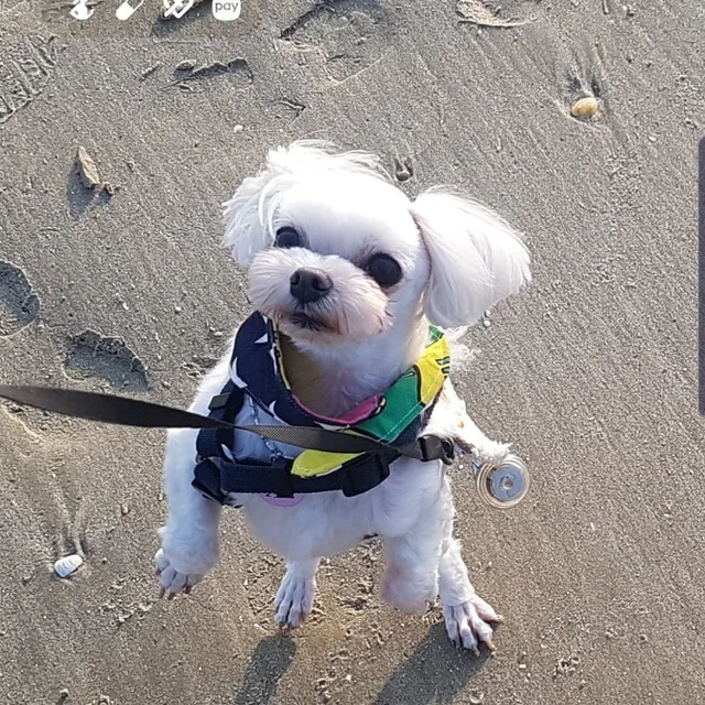 마루냥
