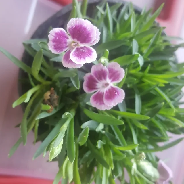 선녀