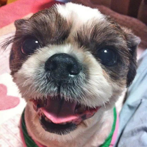 카리니