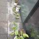 해바라기