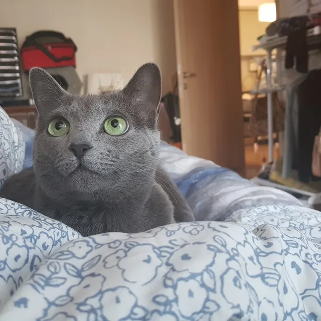 호야