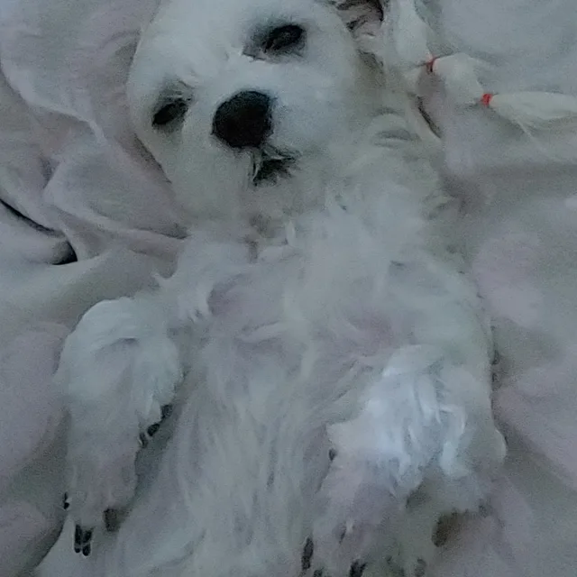 초코