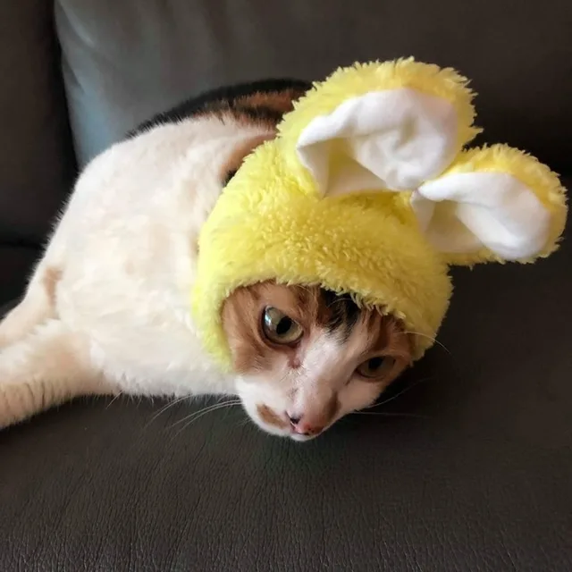 쫑긋