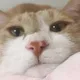김달이