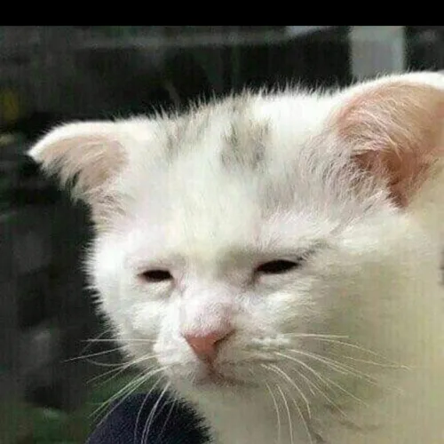 걸프왕