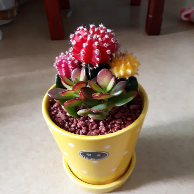 기쁨