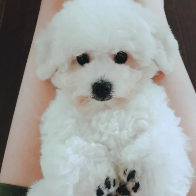 덩그리네