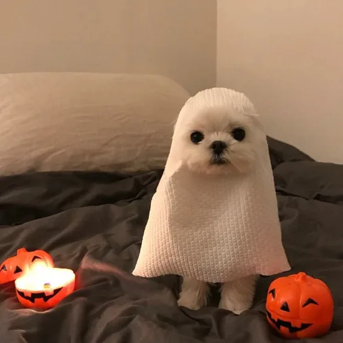 빠바