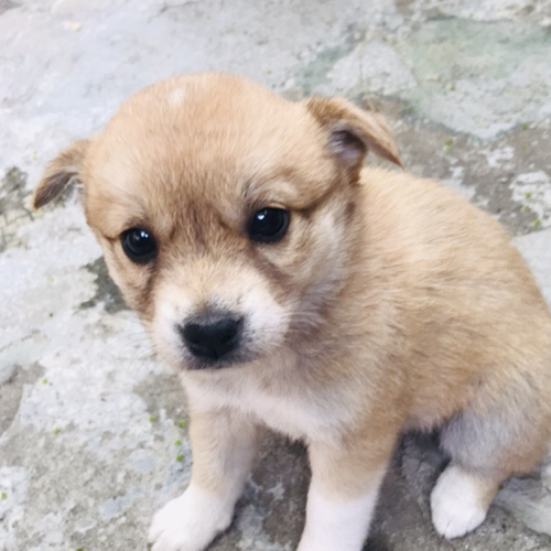 독산동강냉이