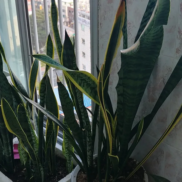 야산