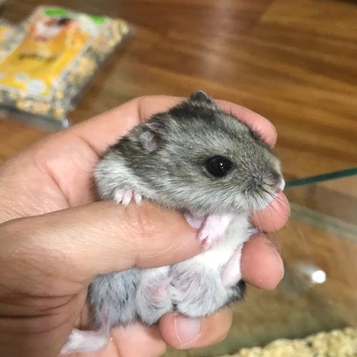 빵이야