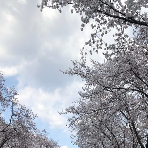 홍이
