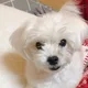 달래애애
