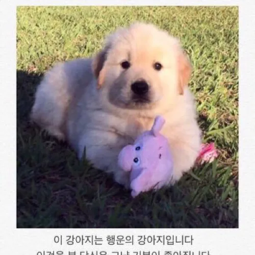 뽀뇽이