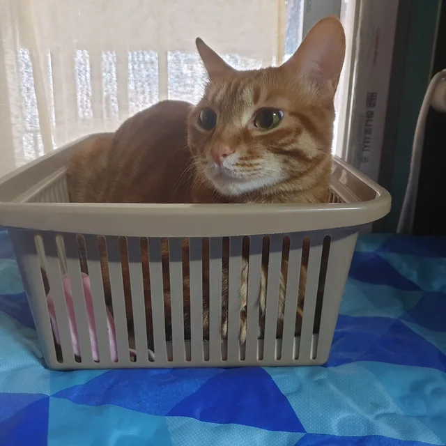 달붕네