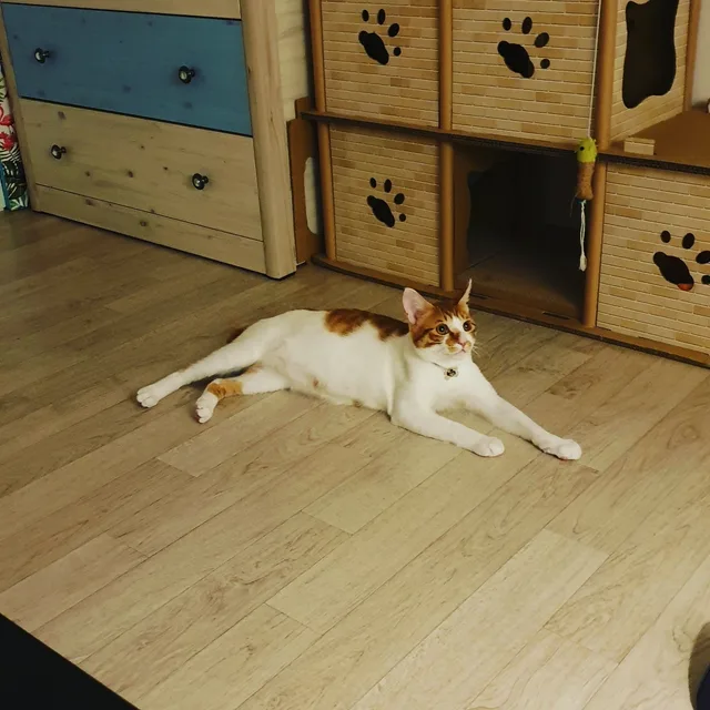 유끼