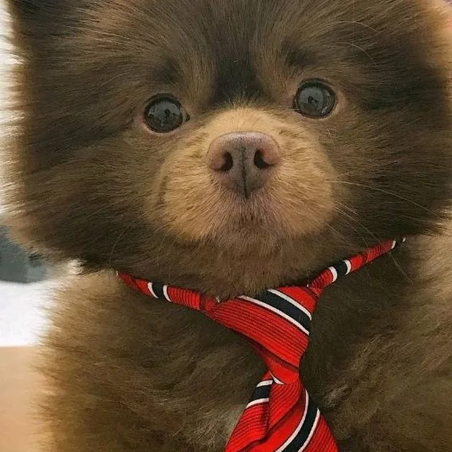 우니