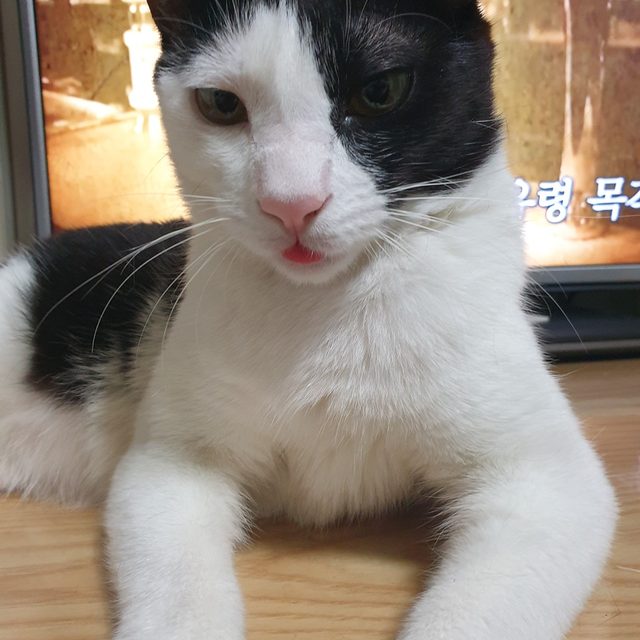 벼리