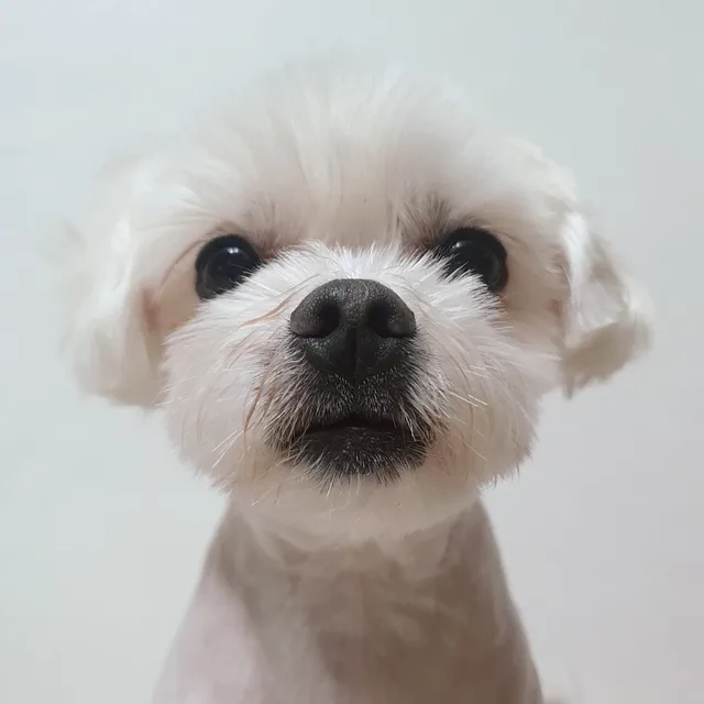 깜비맘