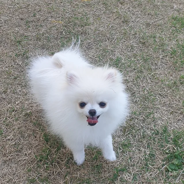 모카