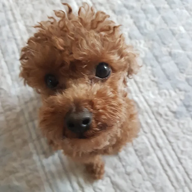 인어공주ii