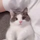 량쁜