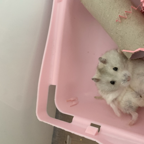 톨톨