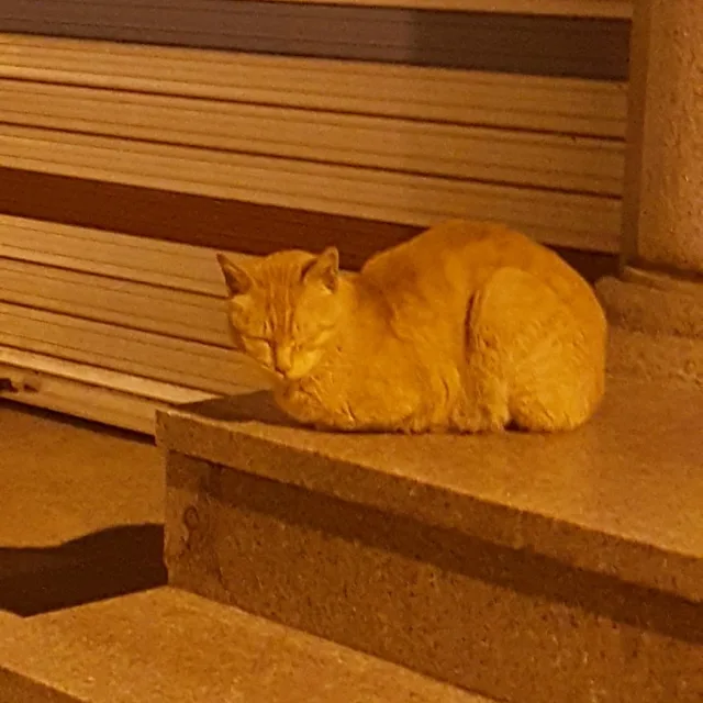 냥냥냥