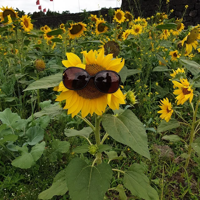 컬리수