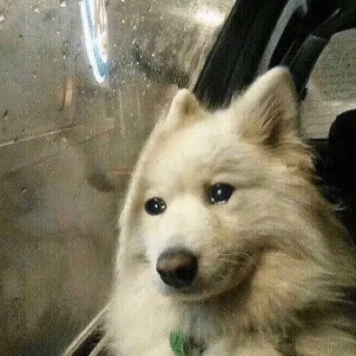 슬픈멍뭉이