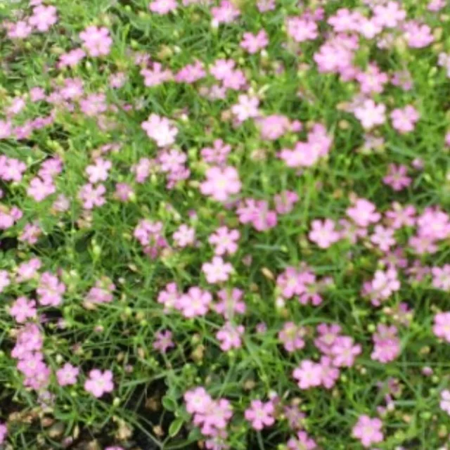 베카
