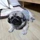 아델맘