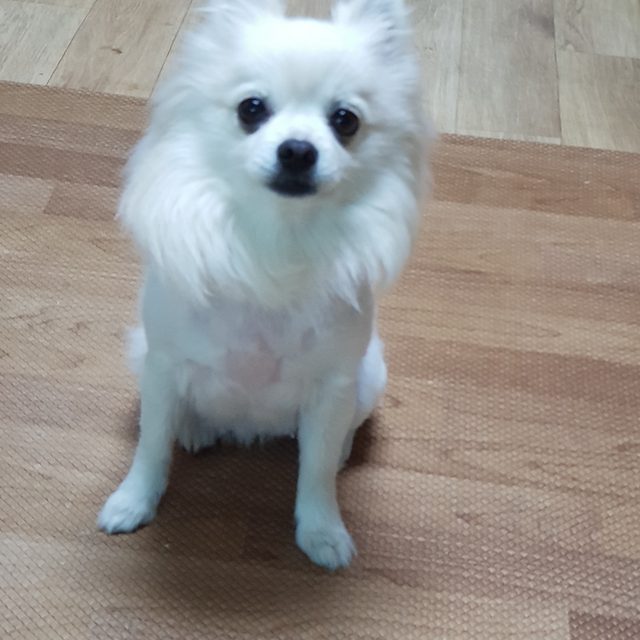 마운틴