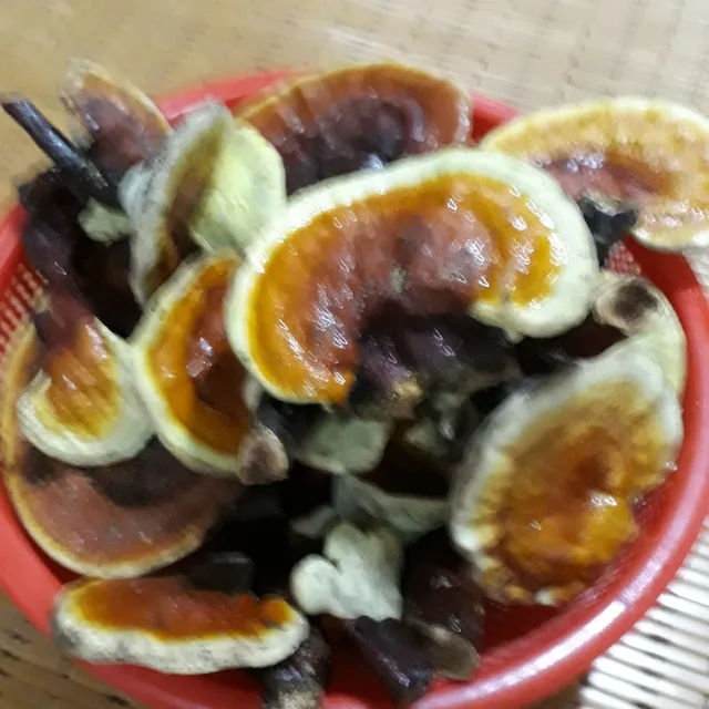 영지버섯