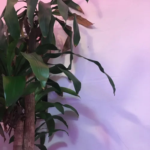 로키