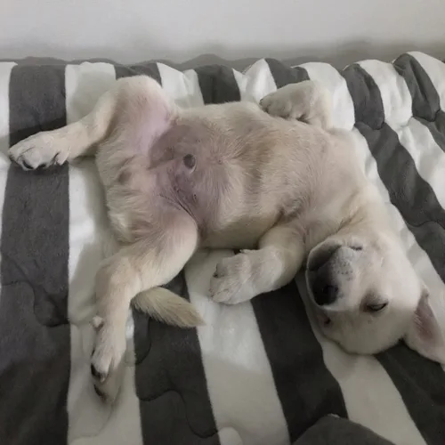 개꿀장터