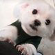 설이