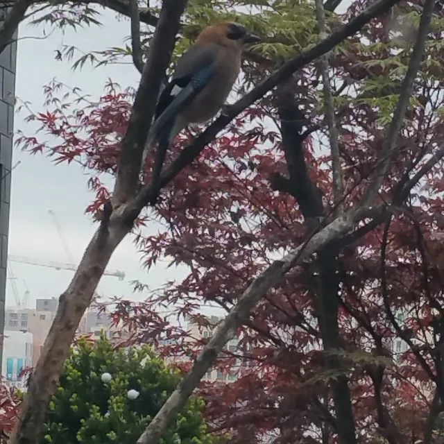 어여쁜손님