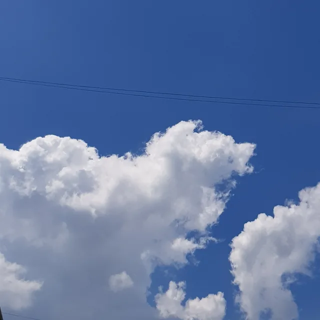 피피
