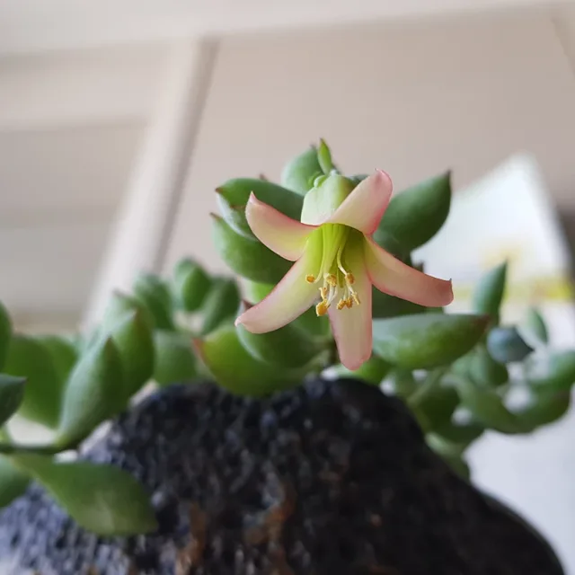 여시