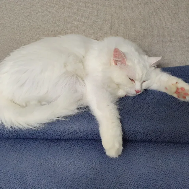 밤토리맘