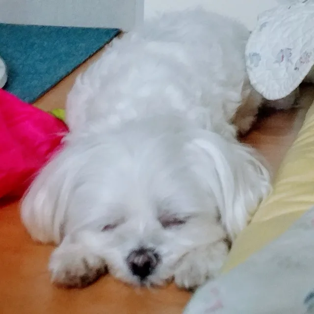 알뜰신지드