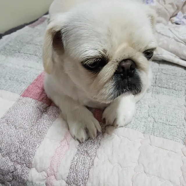 백작7